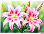 百合花六月份可以种吗