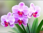 兰花花兰花花是什么歌