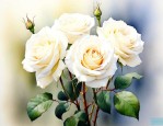 33朵白玫瑰代表什么