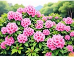 2025年杜鹃花养殖的方法
