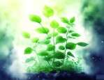 绿色植物的光合作用能吸收大量的二氧化碳