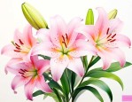 百合花什么味道的香味