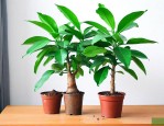 金钱树的种植方法及养护