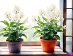阳台养茉莉花风水好吗