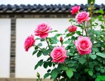 影壁墙前种月季花好吗