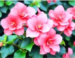 四季海棠是木本植物吗