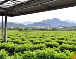 2025年山西晋城苗木基地