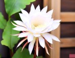 昙花养殖多久可以开花