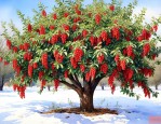 花椒树在北方能过冬吗