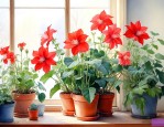 室内能过冬的花卉植物