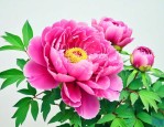 牡丹花上什么肥料最好