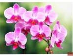 蝴蝶兰花谢了多久复花