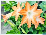 家里可以养曼陀罗花吗