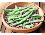 豆角种子多长时间发芽
