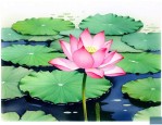 种荷花用种子还是莲藕