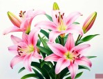 茹志鹃我写百合花的经过
