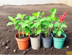 珍珠岩可以种什么植物