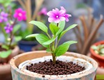 2025年花的种子几天发芽