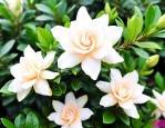 海岛栀子花的养殖方法