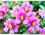 紫薇花香味是什么样的