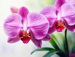 水晶兰花语象征与寓意