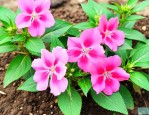 凤仙花种子的传播途径