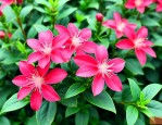 三七花哪里产地效果好