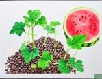 西瓜种子催芽简单方法