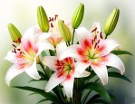 食用百合开花什么样子