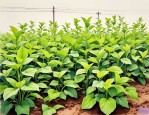 2025年郑州种植绿色植物