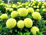 大叶黄杨球价格多少钱