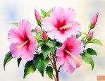 木槿花生长在什么地方