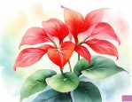 红掌花有什么说法