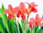 美人蕉花语是什么意思