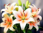 百合花花语和象征意义