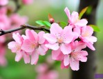 垂丝海棠的花语是什么