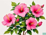 2025年木槿花花语和传说