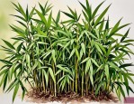 2025年竹子花哪里有卖的