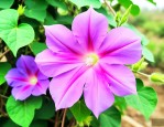 牵牛花适合在家里养吗