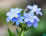 勿忘我花适合送什么人