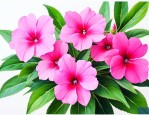 凤仙花花瓣有什么作用