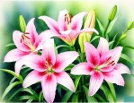 7月份可以种百合花吗