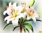 百合花根怎么保存方法