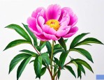 芍药花籽怎么种发芽快