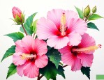 木芙蓉花的花语是什么