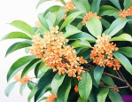 8一10公分桂花价格