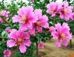 米径12公分紫薇价格