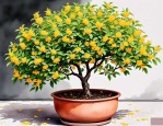 2025年桂花树盆栽怎么养