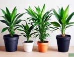 放新家吸收甲醛的植物