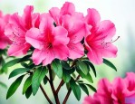 杜鹃花在哪个季节开放